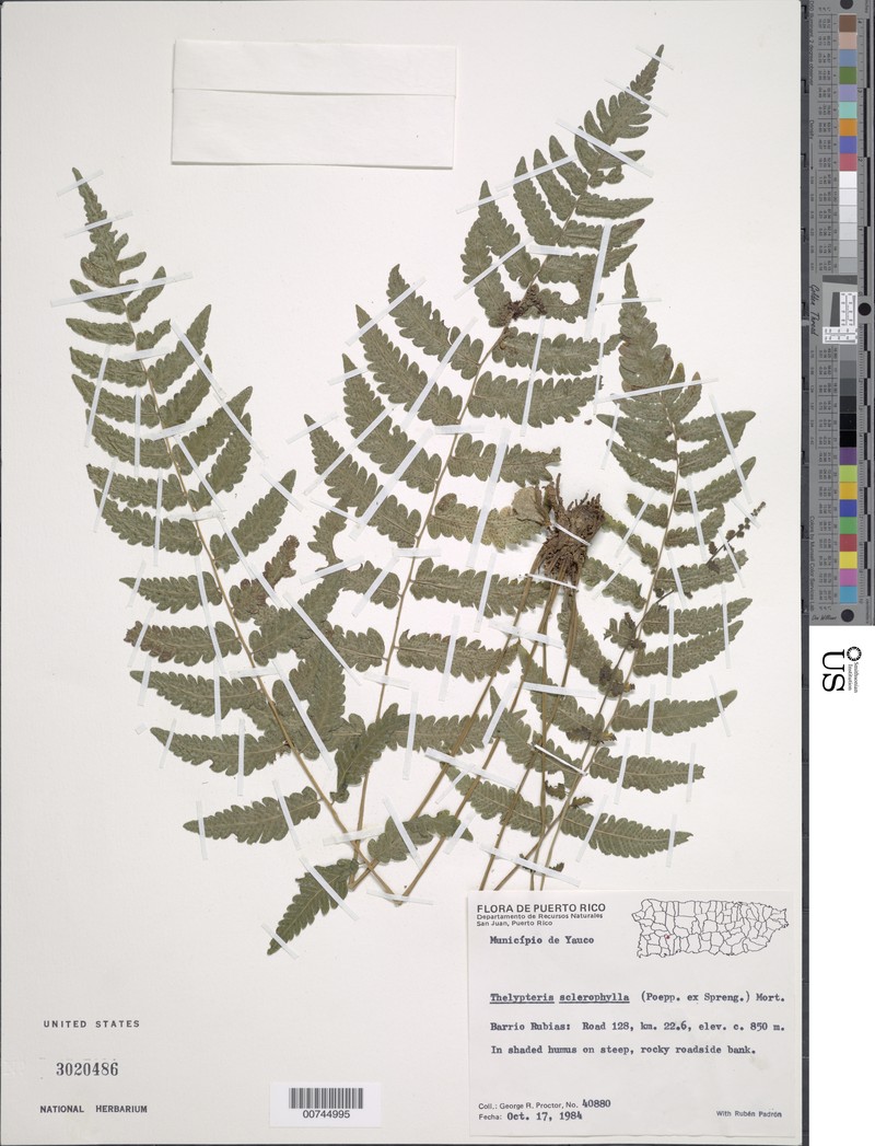 Puerto Rico Maiden Fern photo 2