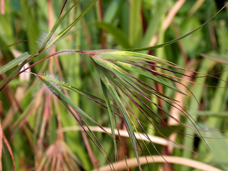 Christmas Grass photo 5