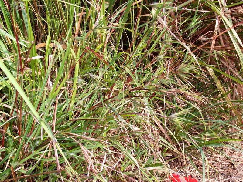 Christmas Grass