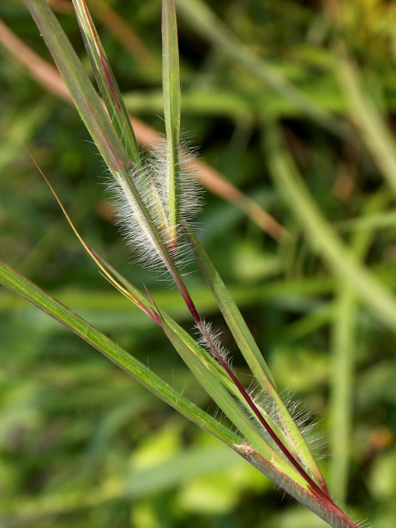 Christmas Grass photo 6