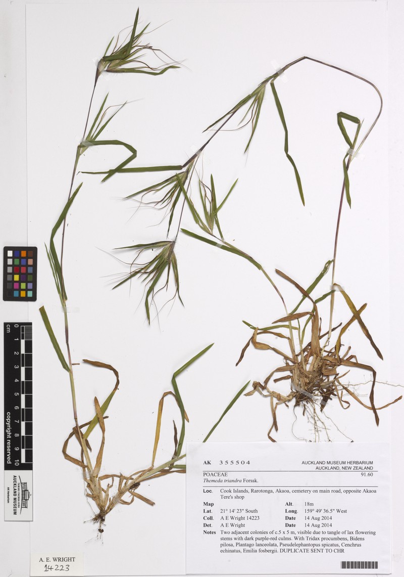 Christmas Grass photo 3