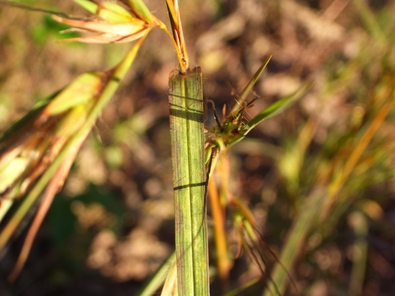 Themeda japonica