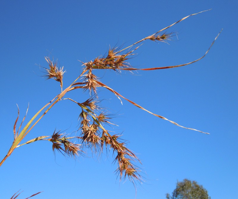 Kangaroo Grass photo 4