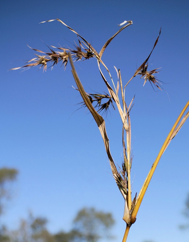 Kangaroo Grass photo 5