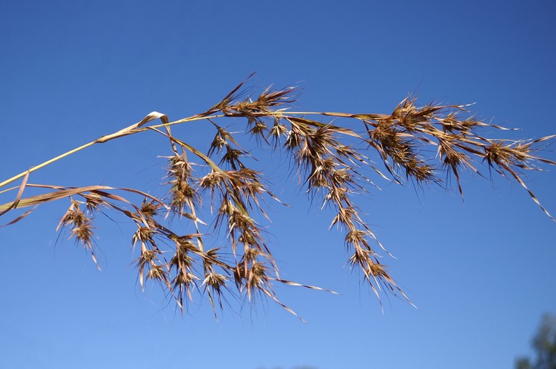 Kangaroo Grass
