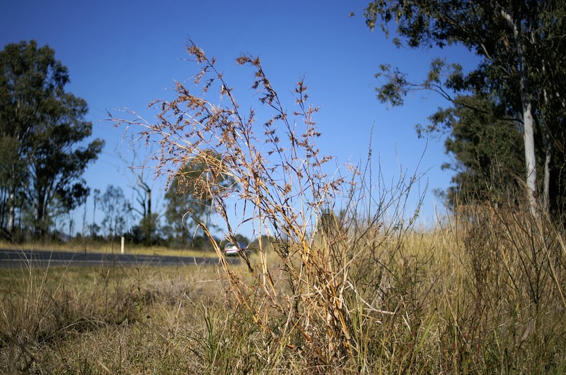 Kangaroo Grass photo 2