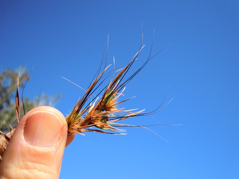 Kangaroo Grass photo 3