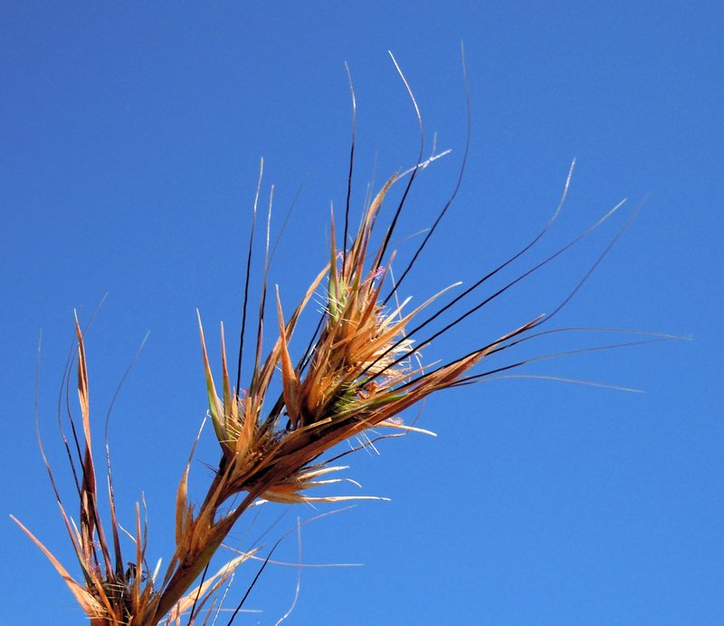 Kangaroo Grass photo 6