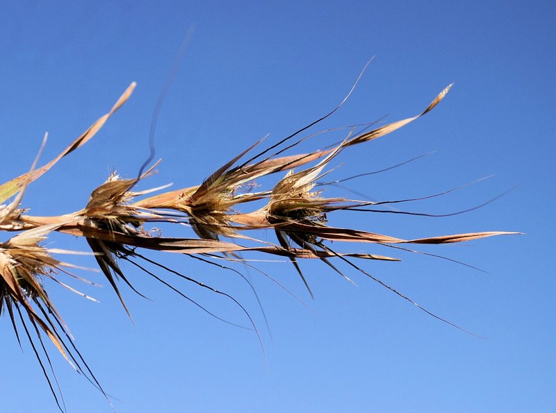 Kangaroo Grass photo 7