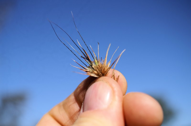 Kangaroo Grass photo 8