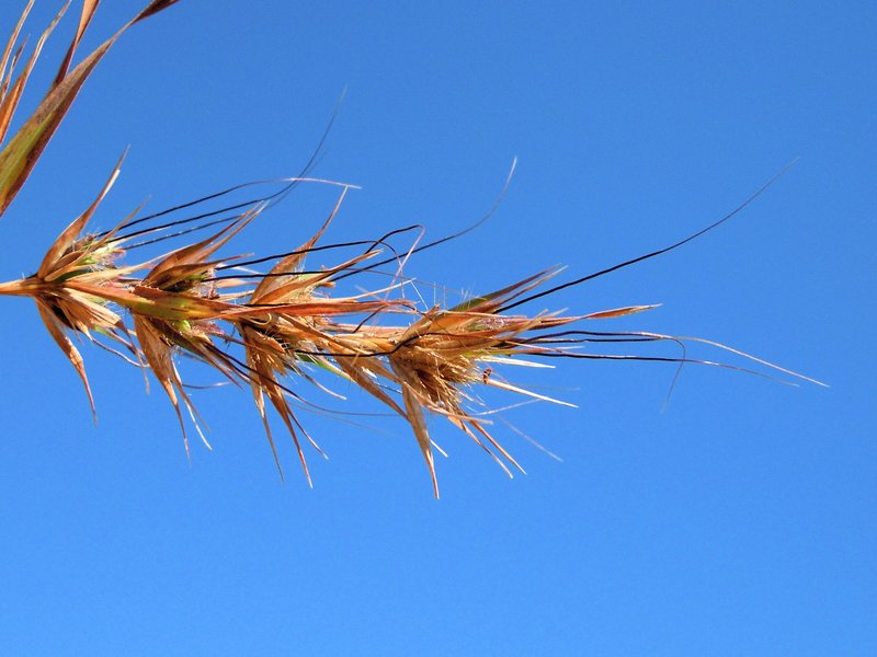 Kangaroo Grass photo 9