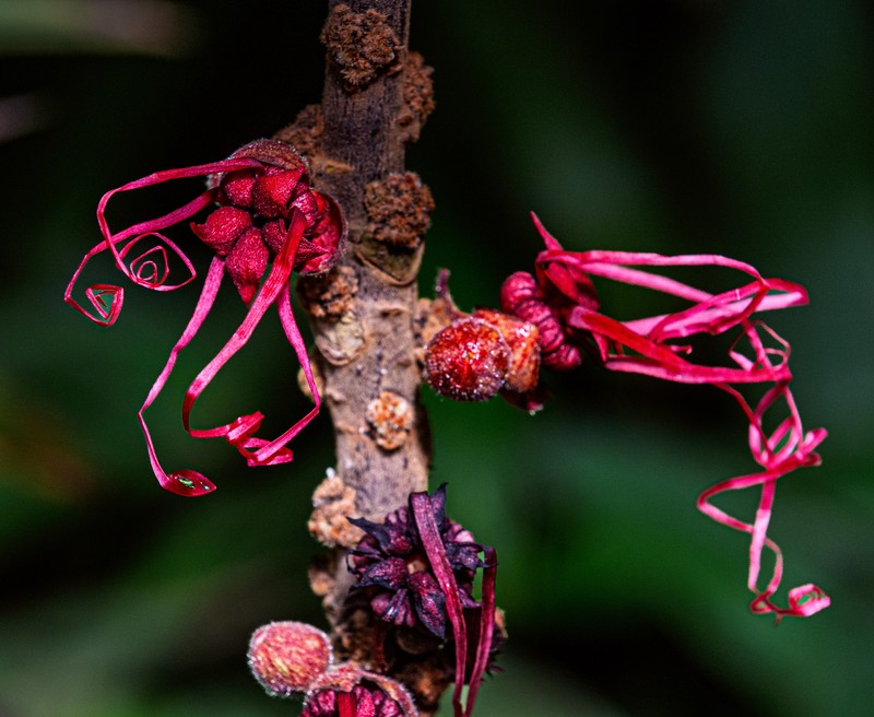 Theobroma asperum