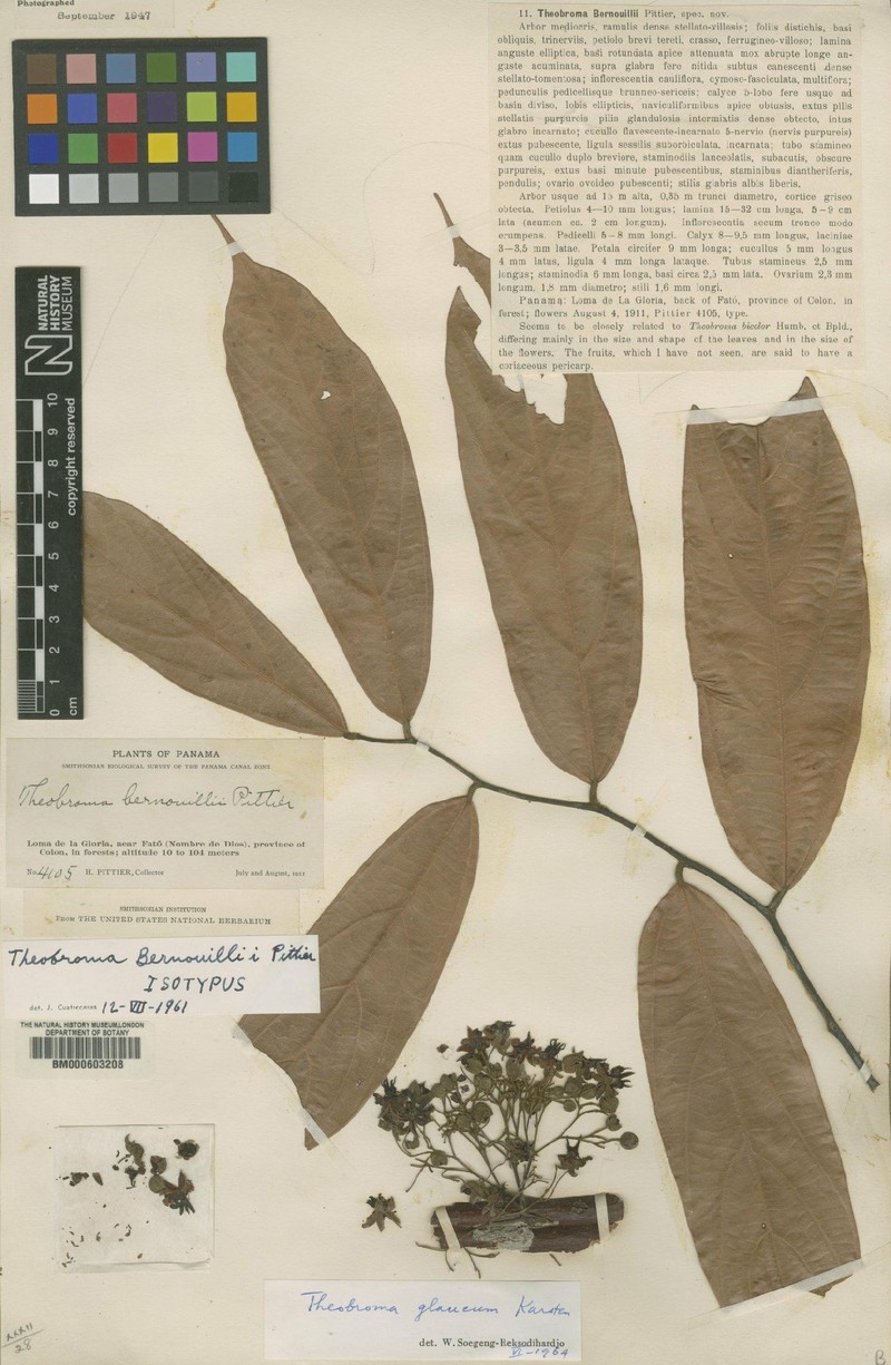 Theobroma bernoullii subsp. bernoullii
