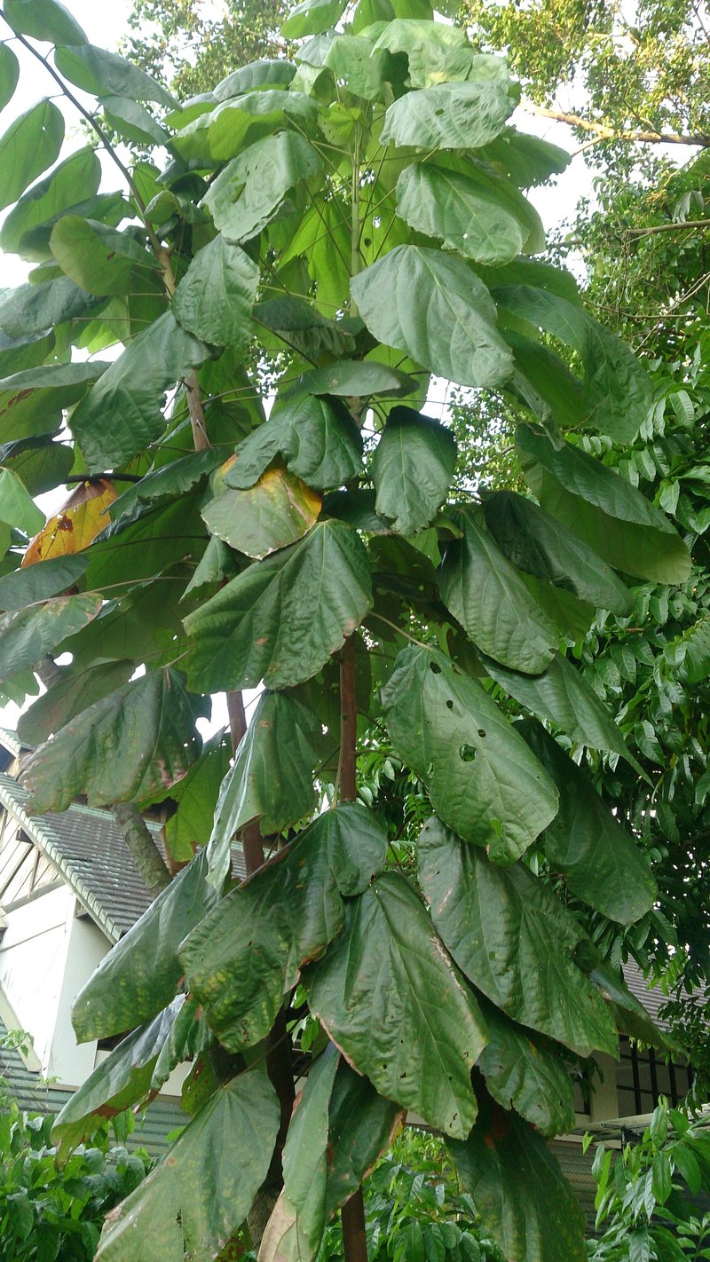 Theobroma