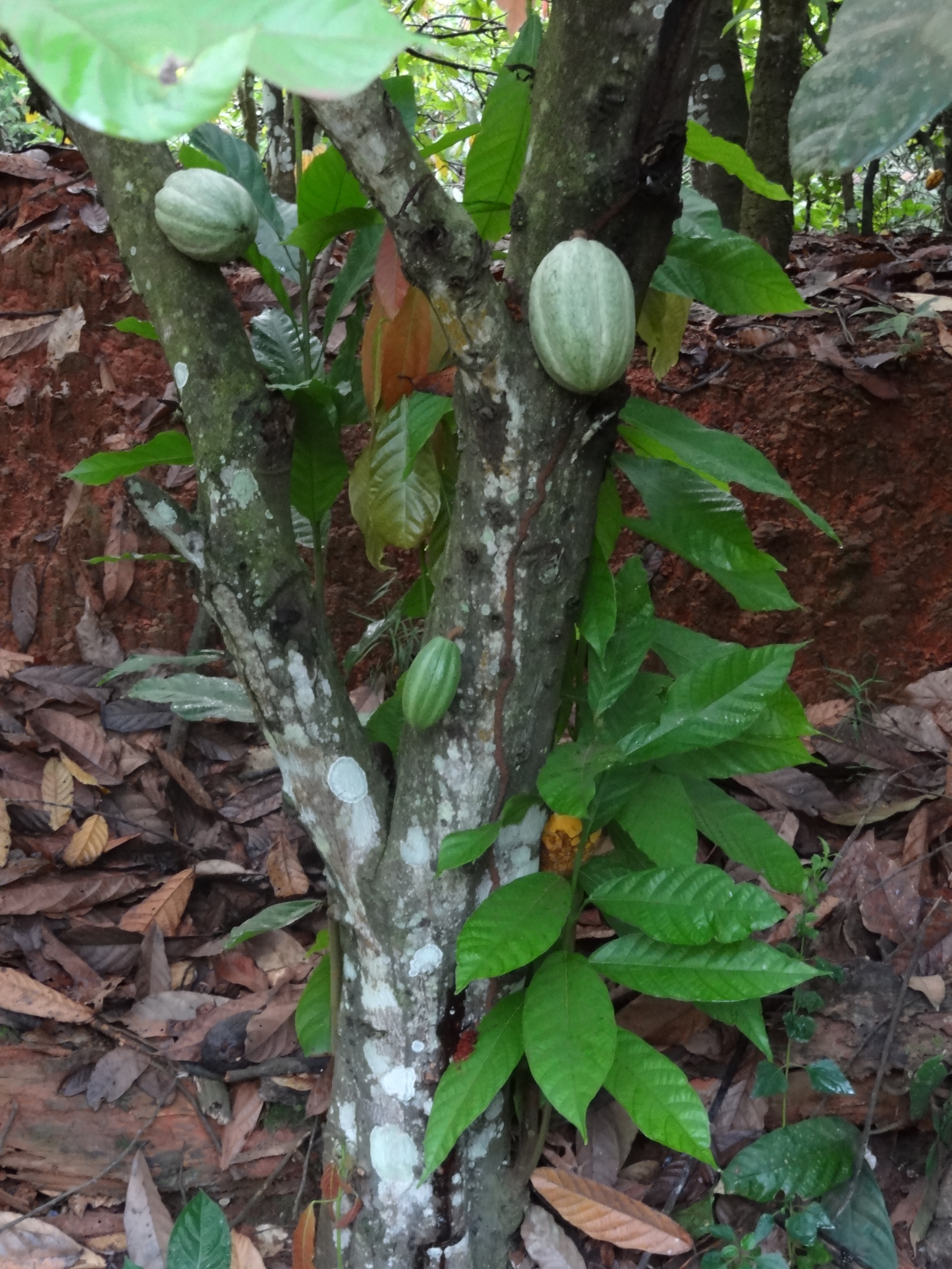 Cacao photo 3