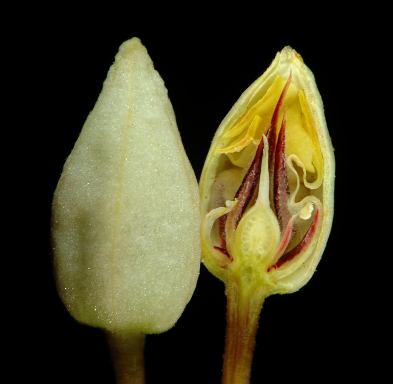 Cacao photo 6