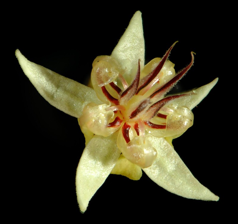 Cacao photo 7