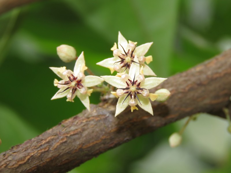 Cacao photo 8