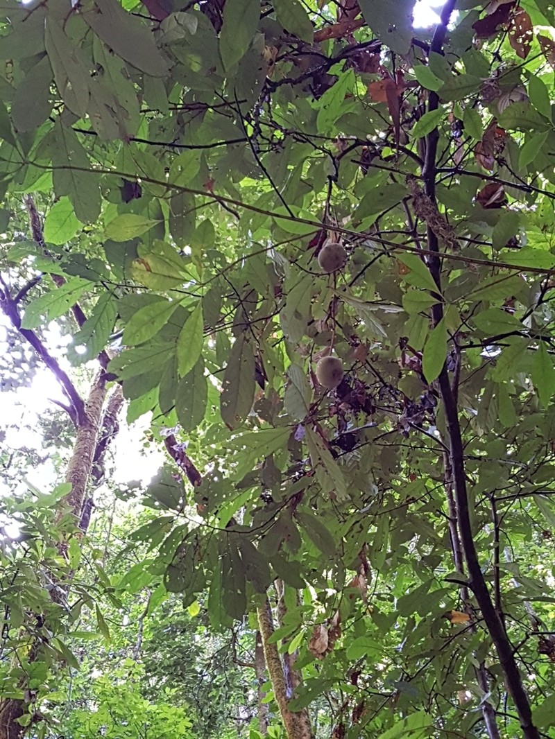 Theobroma flaviflorum
