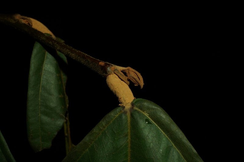 Theobroma flaviflorum photo 2