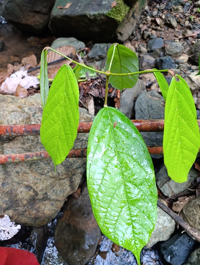 Theobroma flaviflorum photo 3