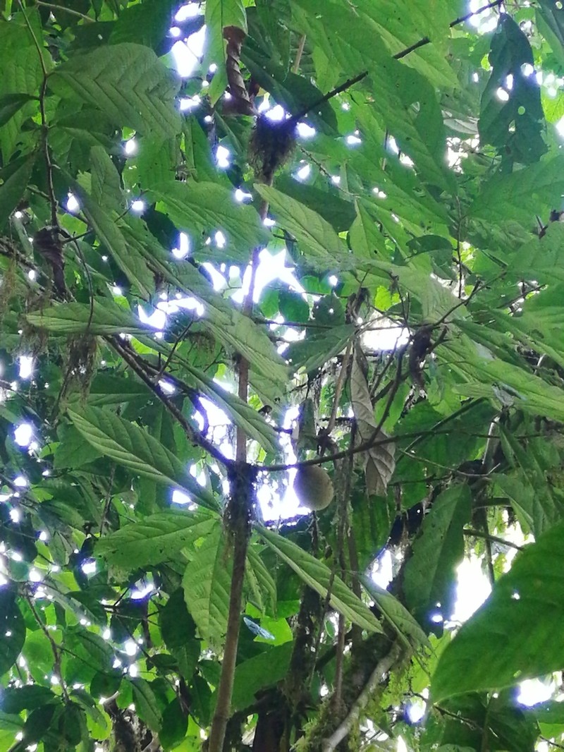 Theobroma flaviflorum photo 4
