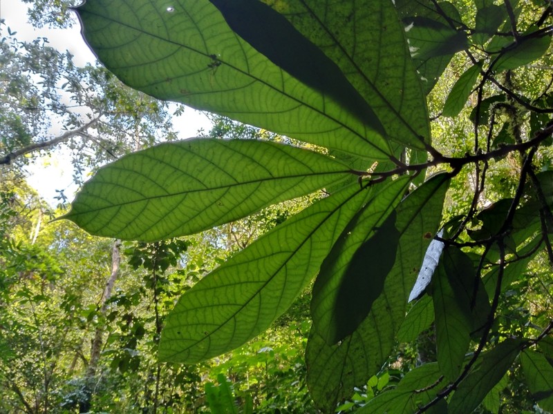 Theobroma flaviflorum photo 5