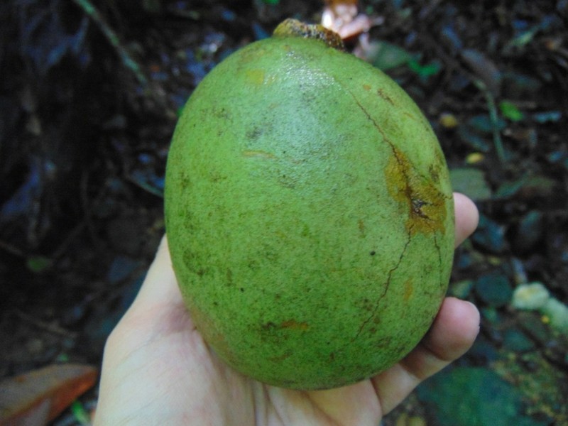 Theobroma flaviflorum photo 6