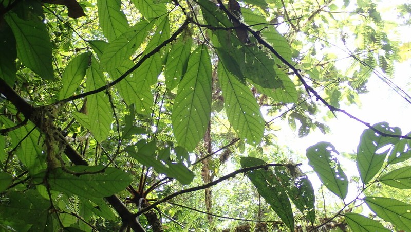 Theobroma flaviflorum photo 7