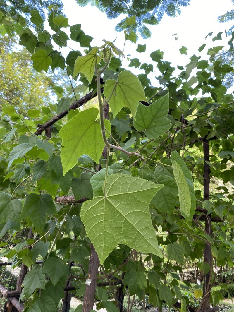 Thepparatia scandens