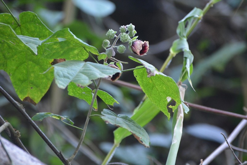 Thepparatia scandens photo 2