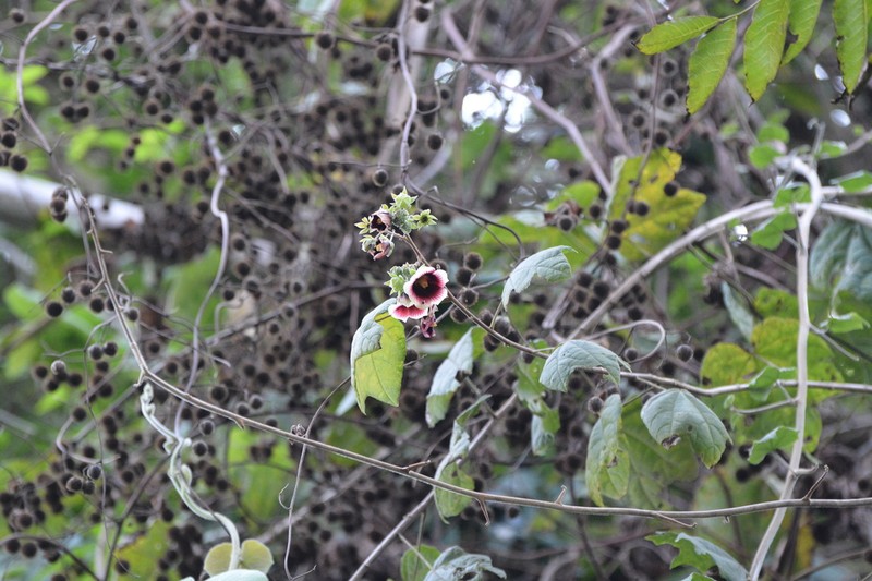 Thepparatia scandens photo 3