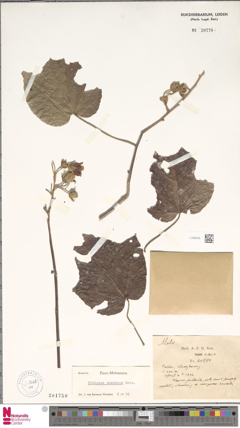 Thepparatia scandens photo 6