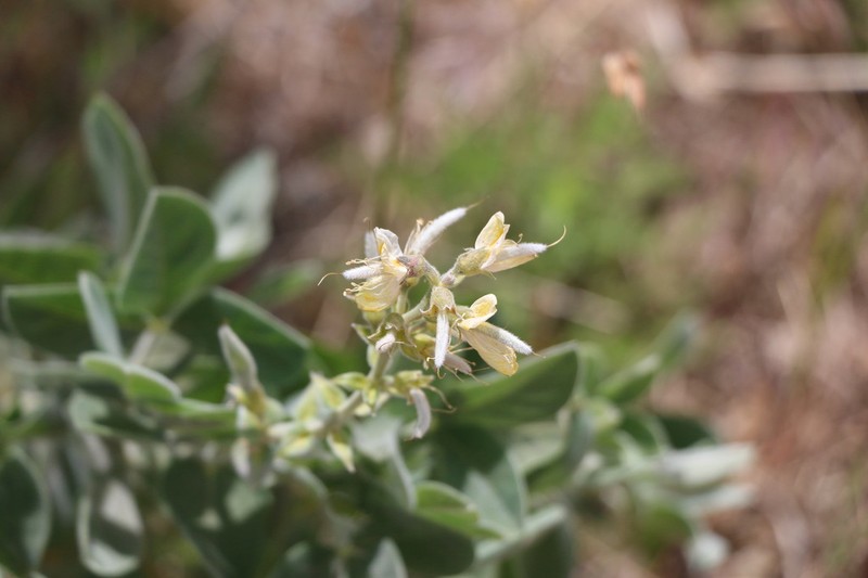 California Goldenbanner photo 6