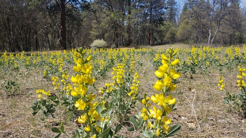 California Goldenbanner photo 7