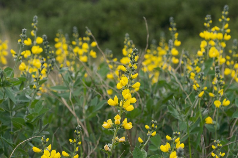 California Goldenbanner