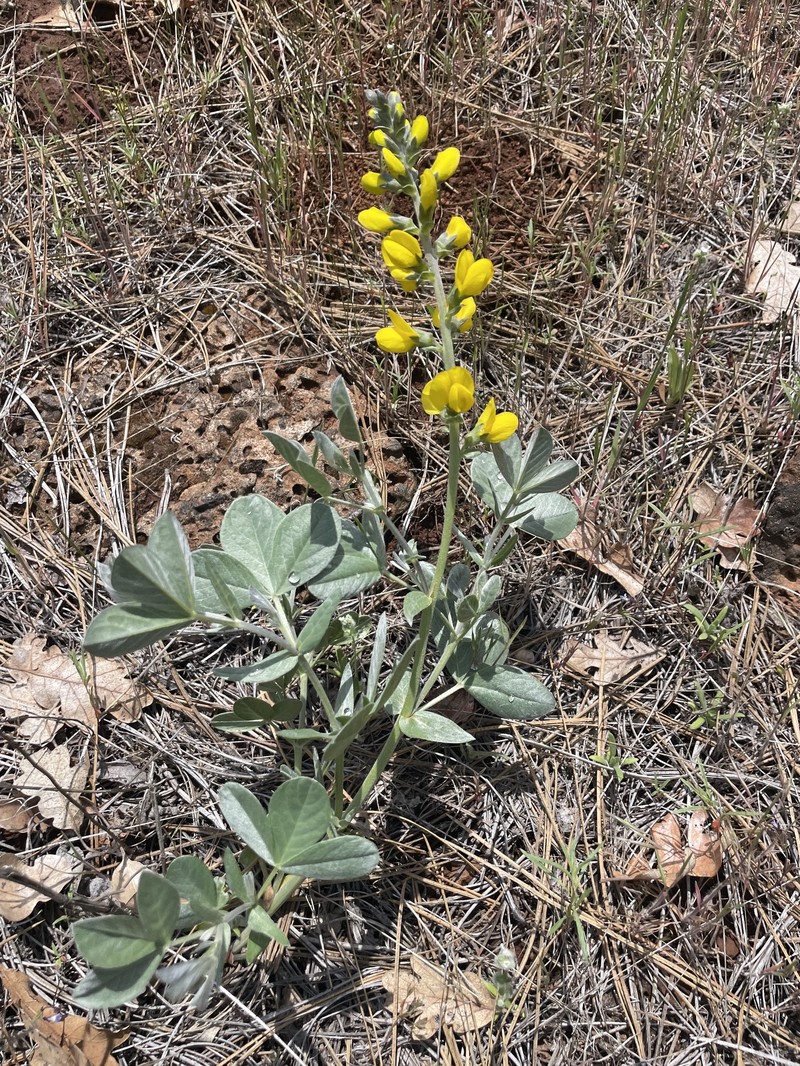 Thermopsis californica var. argentata