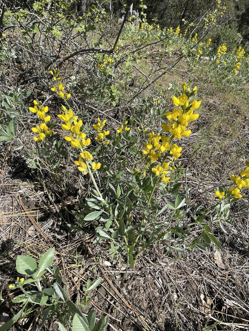 Thermopsis californica var. argentata photo 2