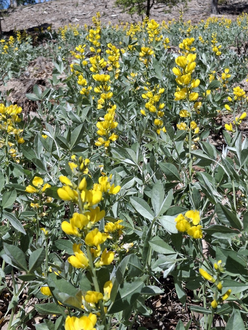 Thermopsis californica var. argentata photo 3