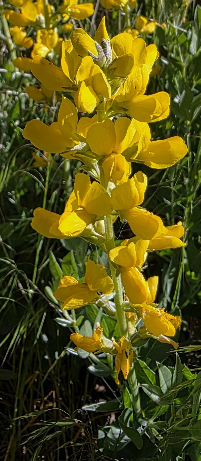 Thermopsis californica var. argentata photo 4
