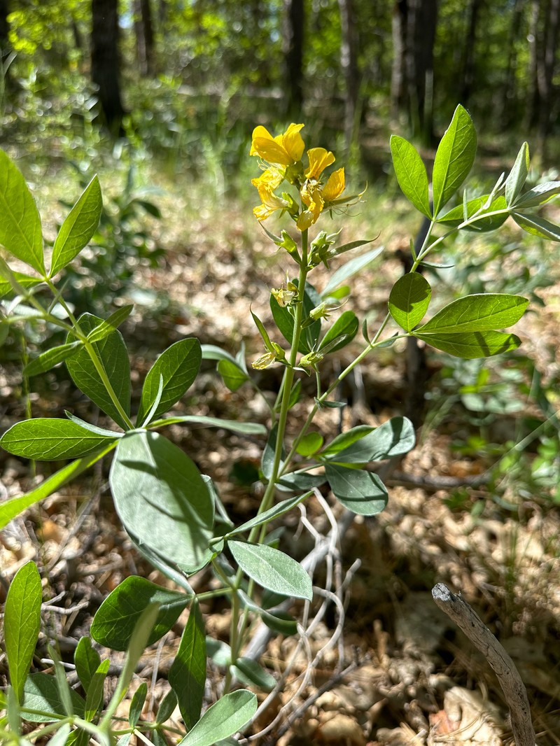 Thermopsis californica var. argentata photo 6