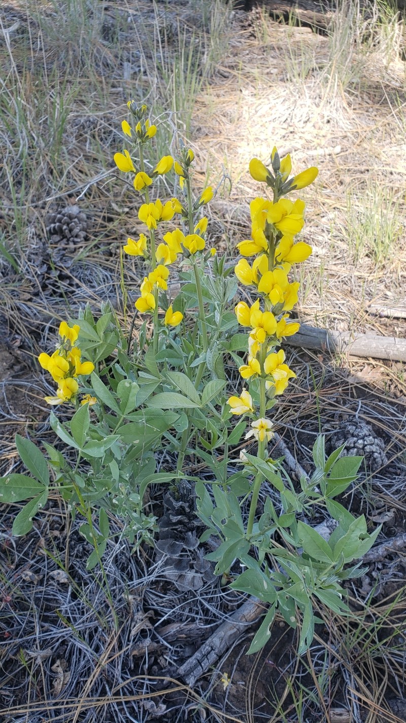 Thermopsis californica var. argentata photo 7