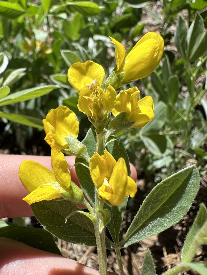 Thermopsis californica var. argentata photo 8