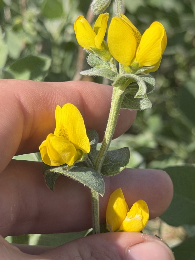 Thermopsis californica var. californica
