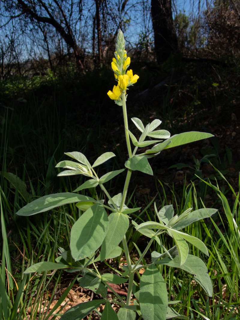 Thermopsis californica var. californica photo 2