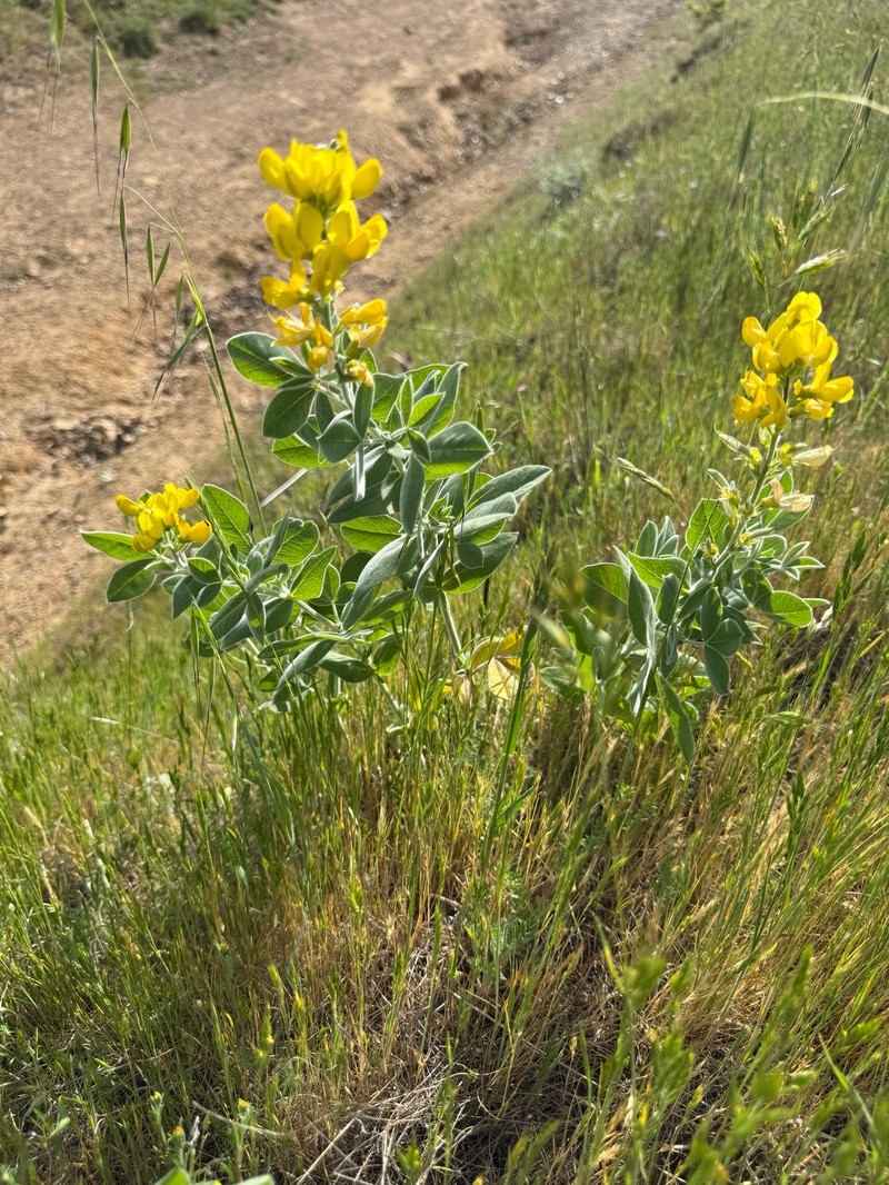Thermopsis californica var. californica photo 3