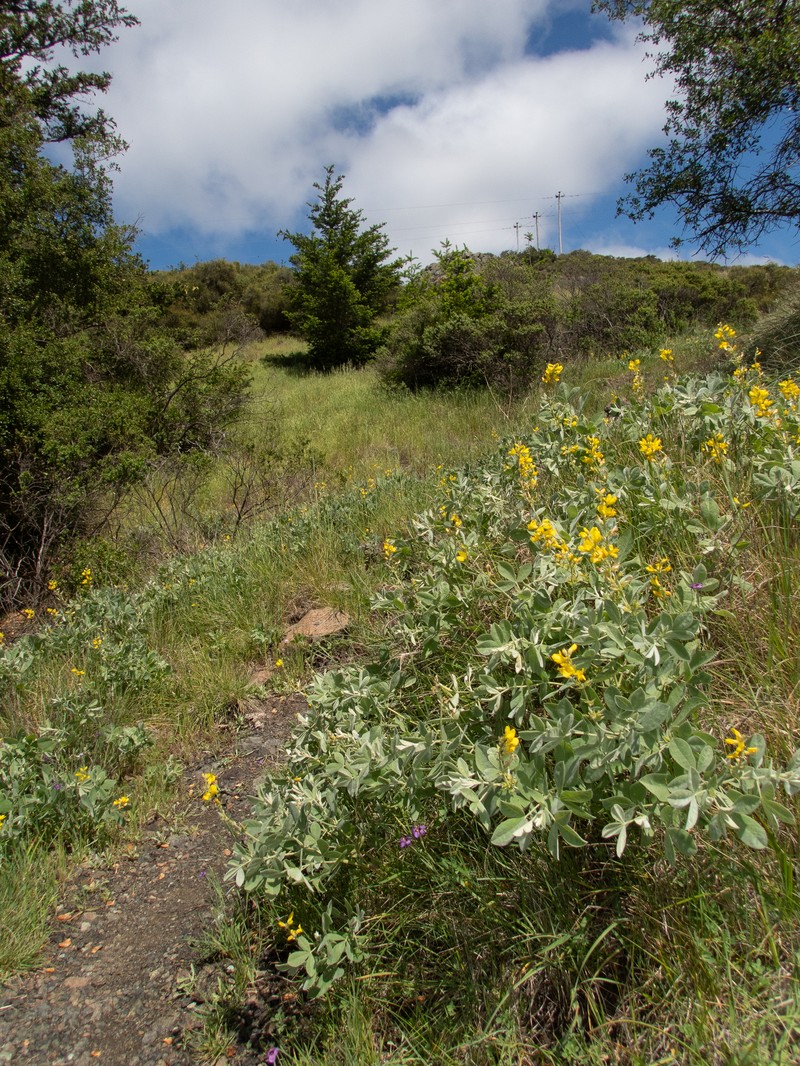Thermopsis californica var. californica photo 4