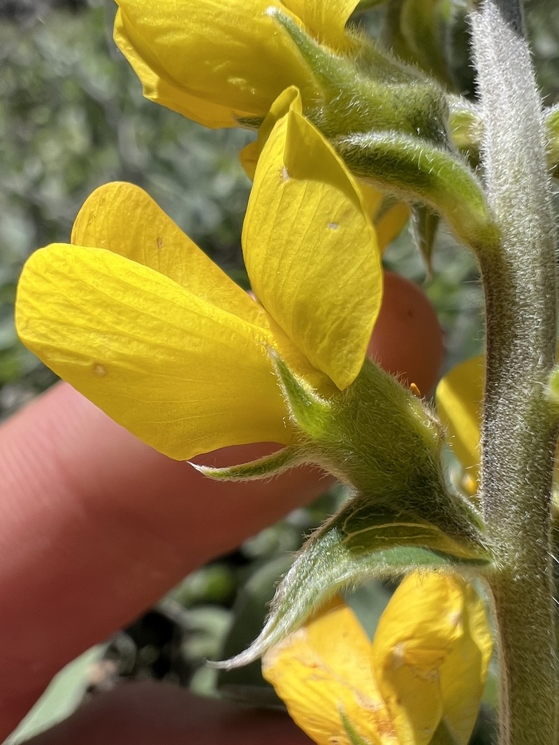 Thermopsis californica var. californica photo 5