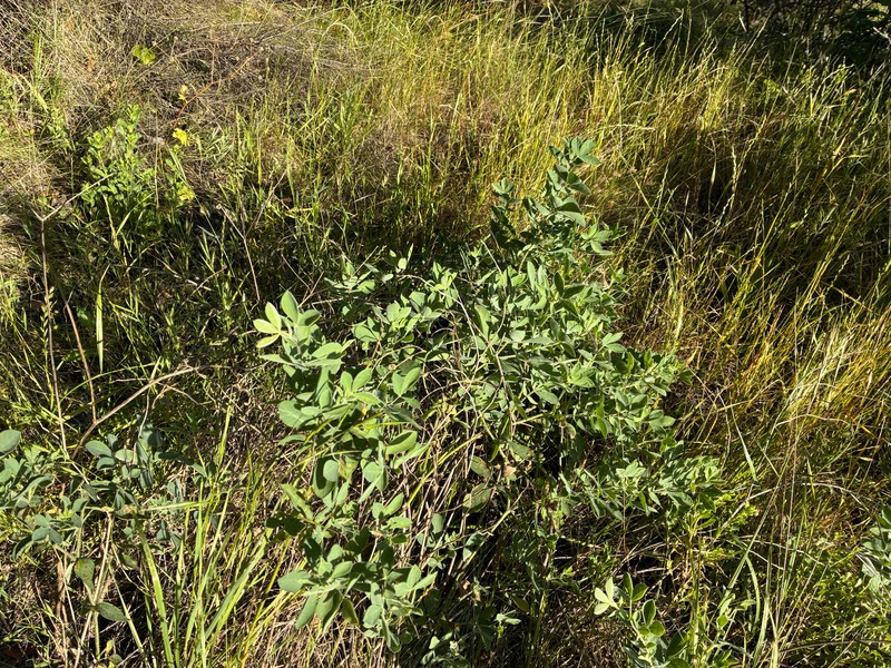 Thermopsis californica var. californica photo 6
