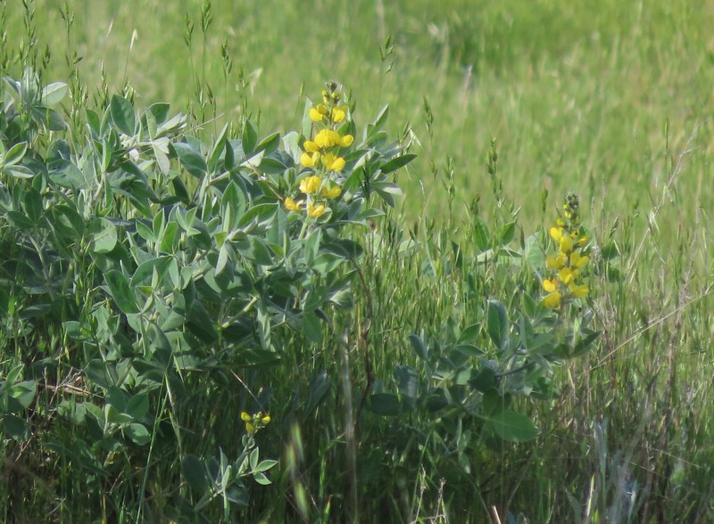 Thermopsis californica var. californica photo 8
